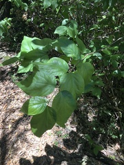 Calycanthus occidentalis