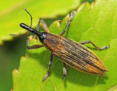 Lixus divaricatus