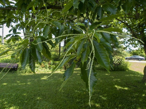 Hybrid Chestnut