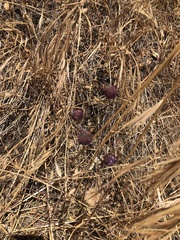 Sanicula bipinnatifida