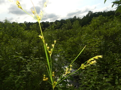 Juncus anthelatus