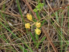 Asclepias pedicellata image