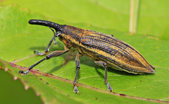 Lixus divaricatus