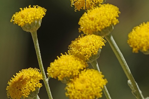 iNaturalist observation photo of Lavender-cotton