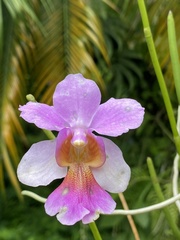 Papilionanthe teres