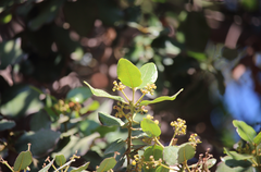 Beilschmiedia miersii