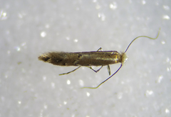 Cremastobombycia solidaginis