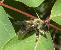 Laphria sacrator