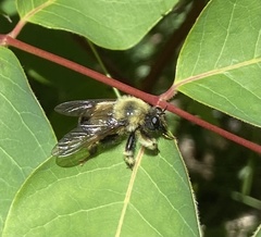 Laphria sacrator
