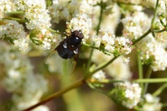 Copestylum violaceum