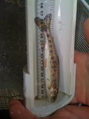 Oncorhynchus clarkii