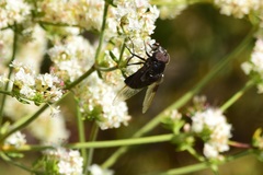 Copestylum violaceum
