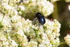 Copestylum violaceum