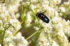 Copestylum violaceum