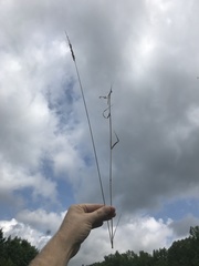 Sphenopholis obtusata