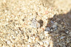 Euphilotes bernardino