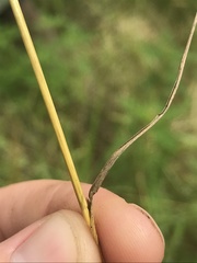 Sphenopholis obtusata