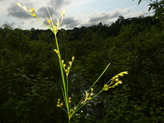 Juncus anthelatus