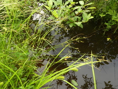 Juncus anthelatus