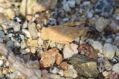 Lactista gibbosus