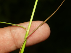 Juncus anthelatus
