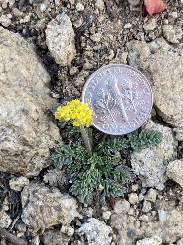 Photo of Oreoxis alpina (A.Gray) J.M.Coult. & Rose