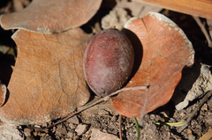 Beilschmiedia miersii