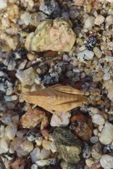 Lactista gibbosus