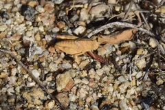 Lactista gibbosus
