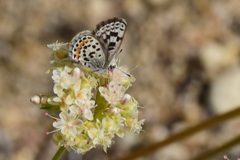Euphilotes bernardino