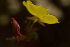 Camissoniopsis