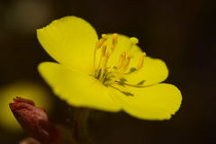 Camissoniopsis