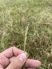 Urochloa dictyoneura