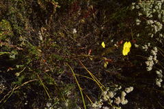 Camissoniopsis