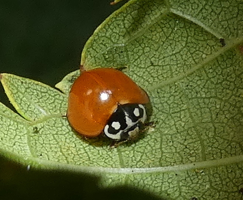 No-spotted Ladybug