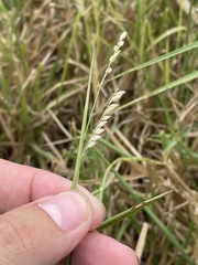 Urochloa dictyoneura