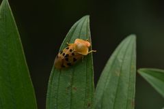 Opistharsostethus menaca