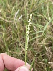 Urochloa dictyoneura