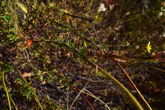 Camissoniopsis
