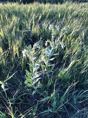 Lithospermum parviflorum