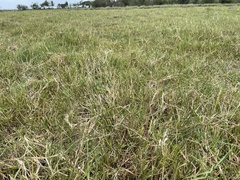 Urochloa dictyoneura