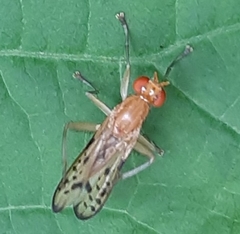 Tetanocera clara