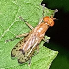 Tetanocera clara