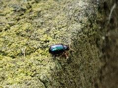 Crepidodera violacea