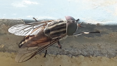 Tabanidae