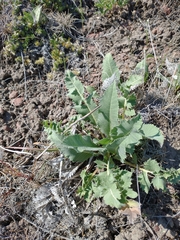 Balsamorhiza serrata