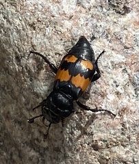 Nicrophorus hebes