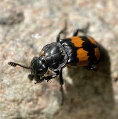 Nicrophorus hebes