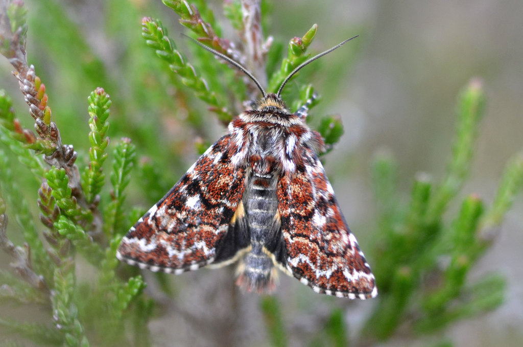 Beautiful Yellow Underwing