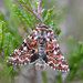 Beautiful Yellow Underwing - Photo (c) Vlad Proklov, some rights reserved (CC BY-NC)